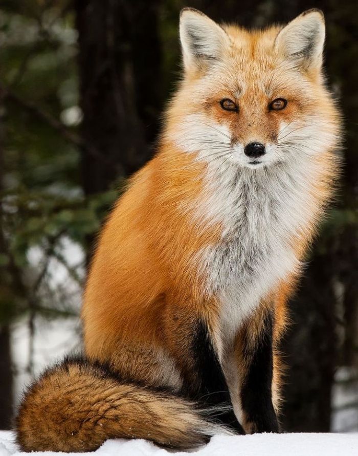 Fuchs, Bild vom Kunde geliefert